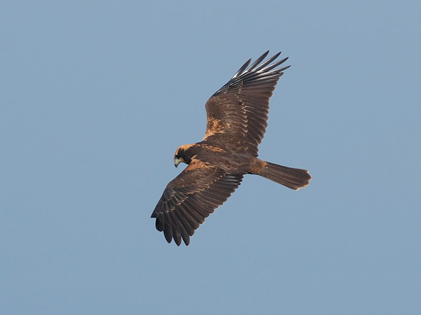 Ruskosuohaukka, Western Marsh Harrier, Circus aeruginosus